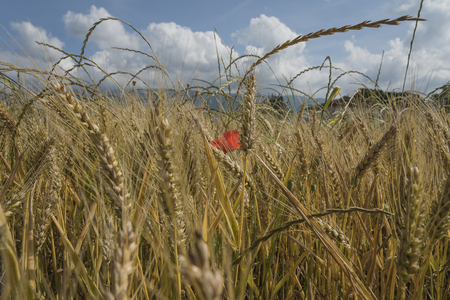 field of ripe wheat, golden, ripe ears in the blue sky. Italian food. Made in Italy.の写真素材