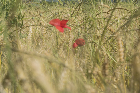field of ripe wheat, golden, ripe ears in the blue sky. Italian food. Made in Italy.の写真素材