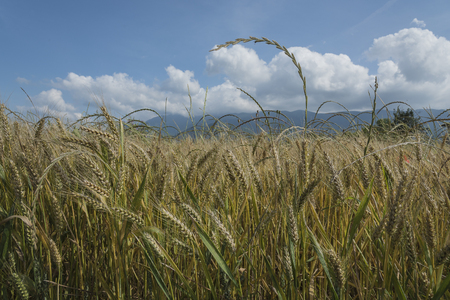 field of ripe wheat, golden, ripe ears in the blue sky. Italian food. Made in Italy.の写真素材
