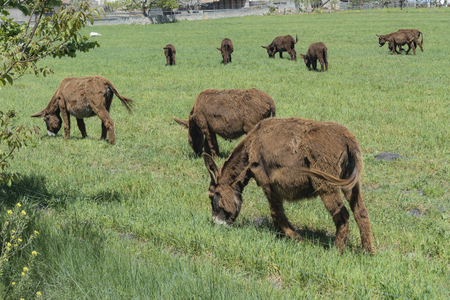 Dark brown donkeys in the meadows of the Murgia. Puglia. Italyの写真素材