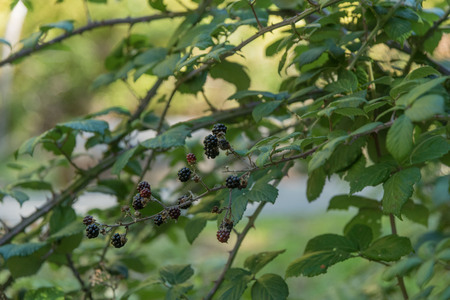 New Wild More, Red Fruits, Ripe Fruits, Autumn Forest. Cilento. Italy.の写真素材