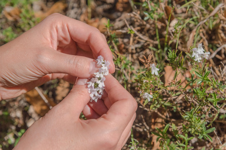 Wild Thyme , Thymus serpyllum, planted with white blossoms, sloping, slim, ramous sloping stems. Small leaves. Small flowers. Color varies from white to pink to violet. The flowering takes place between April and September. Cilento. Italyの写真素材
