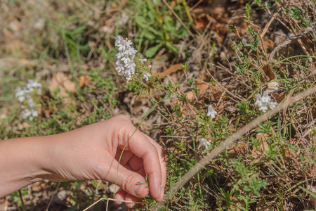 Wild Thyme , Thymus serpyllum, planted with white blossoms, sloping, slim, ramous sloping stems. Small leaves. Small flowers. Color varies from white to pink to violet. The flowering takes place between April and September. Cilento. Italyの写真素材