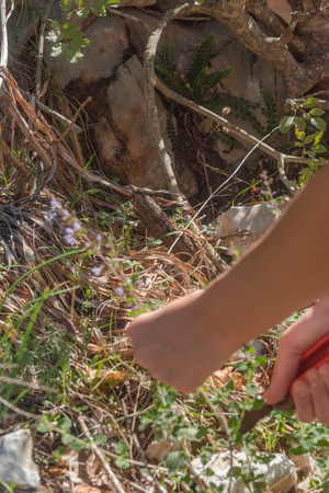 Wild Thyme , Thymus serpyllum, planted with white blossoms, sloping, slim, ramous sloping stems. Small leaves. Small flowers. Color varies from white to pink to violet. The flowering takes place between April and September. Cilento. Italyの写真素材