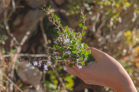 Wild Thyme , Thymus serpyllum, planted with white blossoms, sloping, slim, ramous sloping stems. Small leaves. Small flowers. Color varies from white to pink to violet. The flowering takes place between April and September. Cilento. Italyの写真素材