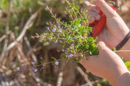 Wild Thyme , Thymus serpyllum, planted with white blossoms, sloping, slim, ramous sloping stems. Small leaves. Small flowers. Color varies from white to pink to violet. The flowering takes place between April and September. Cilento. Italyの写真素材