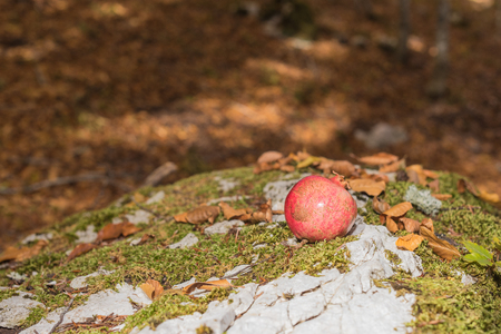 Closeup of Pomegranate in woman's hand. Autumn, Mediterranean forest. Rite, lymph, nourishment, life. Beans and pomegranate juice, red fruits, antioxidants, protective, beauty, flavonoids.の写真素材