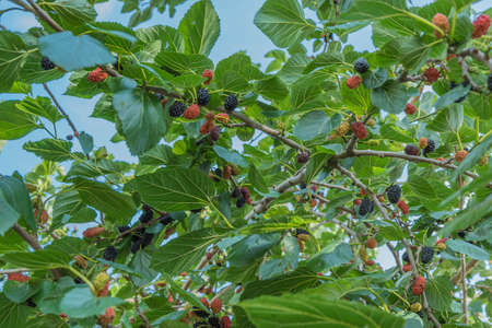 mulberry blacks. Branch with blacks and red fruits on the background blue sky.の写真素材