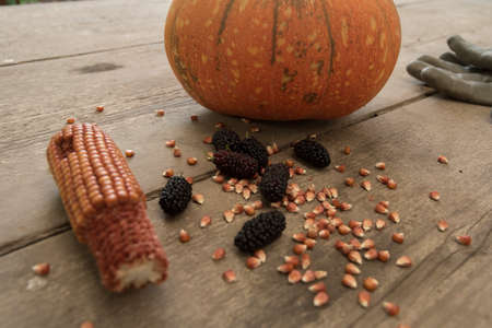 blacks mulberry and corn kernels to pop corn on the rough wooden table.の写真素材
