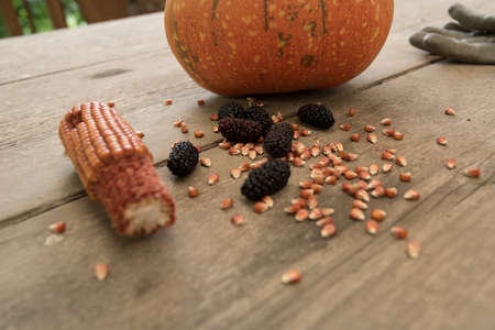 blacks mulberry and corn kernels to pop corn on the rough wooden table.の写真素材