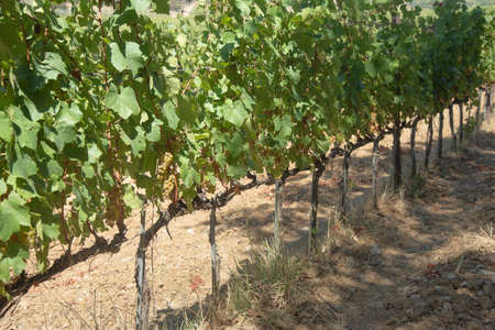 View of the Grappoli, the vines and the Sangiovese vineyards from which the famous Brunello is extracted. Close up of the precious fruits of the province of Siena, Tuscany, Italy.の写真素材