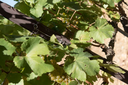 View of the Grappoli, the vines and the Sangiovese vineyards from which the famous Brunello is extracted. Close up of the precious fruits of the province of Siena, Tuscany, Italy.の写真素材