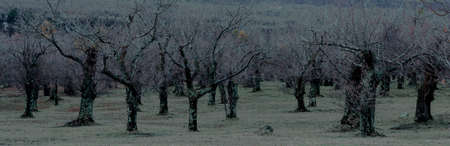 Chestnut trees in an autumn forest. View of the trees after the fruit harvest. Silence and peace.の写真素材