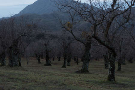 Chestnut trees in an autumn forest. View of the trees after the fruit harvest. Silence and peace.の写真素材