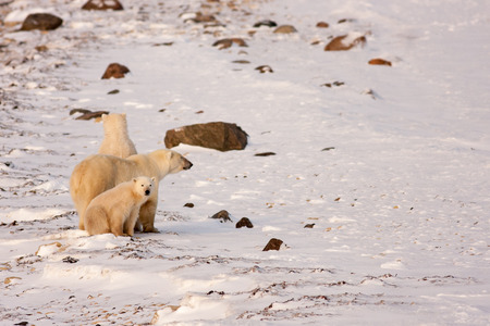 Polar Bear Mother and Two Cubs Surveying Area in Natural Wilderness Habitatの写真素材