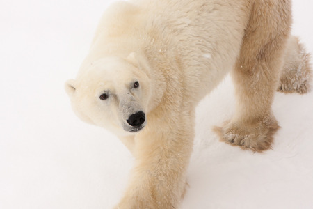 Close Up of Polar Bear Looking Up While Walking in Snow in Natural Habitatの写真素材