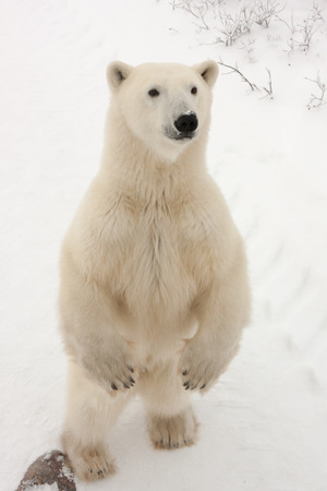 Close Up of Adult Polar Bear Standing on Hind Legs in Snowy Habitatの写真素材
