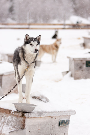 Chained Sled Dogs Standing on Roofs of Dog Houses Outdoors in Winterの写真素材