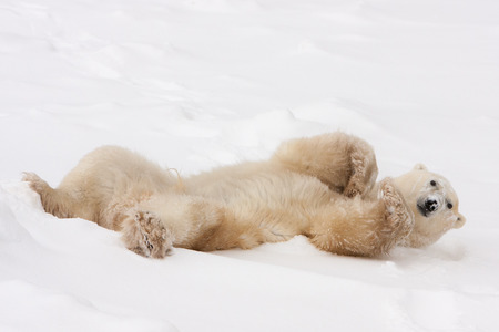 Adult Polar Bear Lying on Back and Rolling in Snowの写真素材