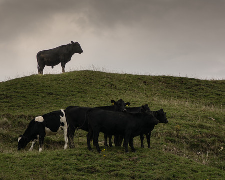 Bull standing on hilltop looking over his herd of cows. A large black bull is silhouetted against a grey sky, on a hill in an English meadowの写真素材