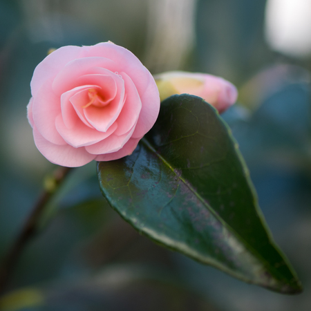 Rose form pink Camellia opening flower bud. Single delicate flower with glossy leaf, not yet fully opened in late winter. Flowering in Bute Park, Cardiffの写真素材