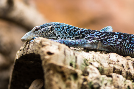 Blue tree monitor (Varanus macraei) on branch. Arboreal monitor lizard in family Varanidae, aka blue-spotted tree monitor, from Batanta, Indonesiaの写真素材
