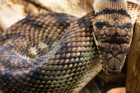 Amethystine python (Morelia amethistina) looking down on head. Large snake in family Pythonidae,...