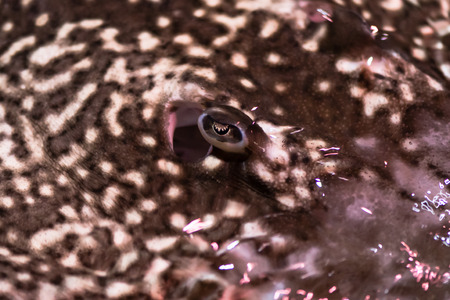 Eye and well-developed spiracle of skate. Cartilaginous fish in Order Rajiformes showing prominent eye and main means of drawing water in for respirationの写真素材