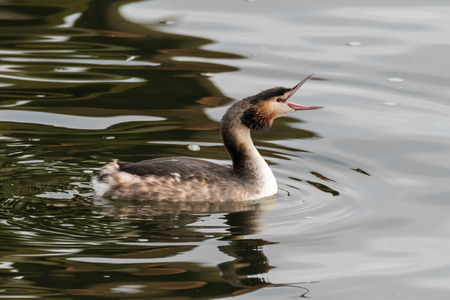 Great crested grebe (Podiceps cristatus) with beak open. Elegant waterbird in the family Podicipedidae swimming and showing open bill and tongueの写真素材