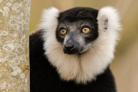 Black-and-white ruffed lemur (Varecia variegata) portrait. Critically endangered lemur endemic to the island of Madagascar, and the largest extant member of the familyの写真素材