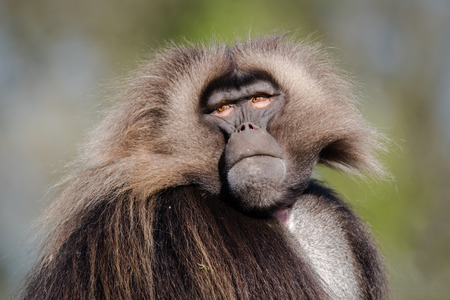 Male gelada (Theropithecus gelada). Portrait of old world monkey, endemic to the Ethiopian Highlands, closely related to baboonsの写真素材