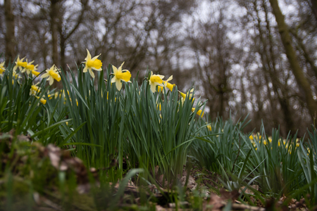 Native daffodil, aka lent lily, in flower in Oyster's Coppice woodland, in Wiltshire, UKの写真素材