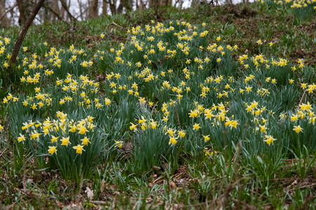 Native daffodil, aka lent lily, in flower in Oyster's Coppice woodland, in Wiltshire, UKの写真素材