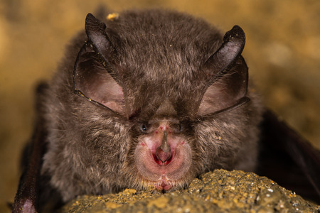 Lesser horseshoe bat (Rhinolophus hipposideros) nose. Specialized anatomical features involved in echolocation seen on rare bat in the family Rhinolophidaeの写真素材