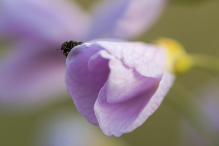 Cuckooflower or lady's smock (Cardamine pratensis) flower with beetle. Perennial plant in the cabbage family (Brassicaceae), with small pollinating beetle on flowerの写真素材