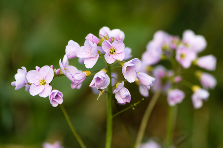 Cuckooflower or lady's smock (Cardamine pratensis) flower spikes. Perennial plant in the cabbage family (Brassicaceae), flowering in Spring in the UKの写真素材