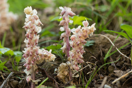 Toothwort (Lathraea squamaria) flower spikes. Group of parasitic plants with light pink flowers in the family Orobanchaceae, infecting willow (Salix sp.)の写真素材