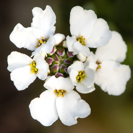 Alpine candytuft (Iberis saxatalis) corymb of flowers. White flowering shrubby plant native to the Mediterranean, in the family Cruciferae, aka rock candytuftの写真素材