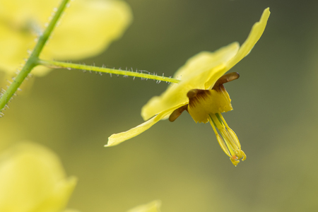 Epimedium x versicolor 'Sulphureum' detail of flower. Pale yellow flowers of shade tolerant plant in the family Berberidaceae, flowering in Bath Botanic Gardenの写真素材