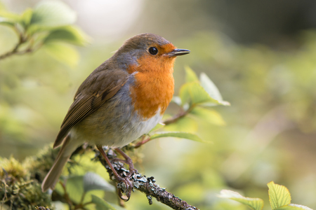 Robin (Erithacus rubecula) singing on branch. Bird in family Turdidae, with beak open in profile,...