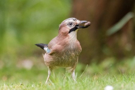Jay (Garrulus glandarius) with acorn in beak. Bird in the crow family (Corvidae) standing on grass with seed found in soilの写真素材