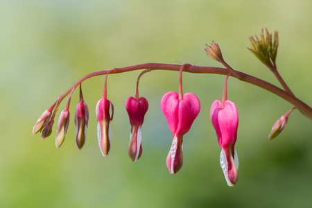 Bleeding heart (Lamprocapnos spectabilis) flowers. Raceme of pink and white flowers of plant in the poppy family (Papaveraceae), aka Asian bleeding-heart and lyre flowerの写真素材