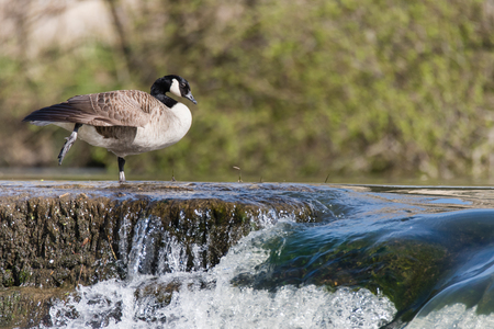 Canada goose (Branta canadensis) standing on waterfall. Large black and white bird in the family Anatidae resting atop of water flowing over weir on River Avon, UKの写真素材