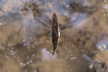 Common pond skater (Gerris lacustris) from above. Aquatic bug aka common water strider on surface of pond, showing detail of eyes and front legs adapted to huntingの写真素材