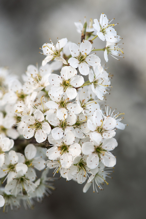 Blossom on blackthorn (Prunus spinosa). White flowers on shrub in the rose family (Rosaceae), abundant in springtime in the British countrysideの写真素材