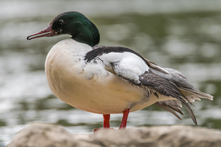 Goosander (Mergus merganser) male showing serrated bill. Sawbill duck in the family Anatidae, with crest and serated bill, on the River Taff, Cardiff, UKの写真素材
