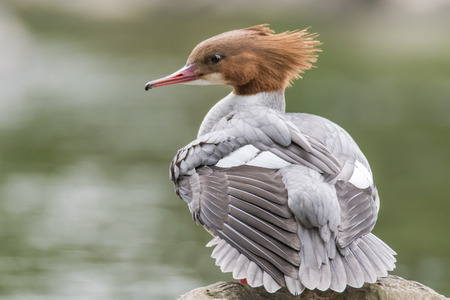 Goosander (Mergus merganser) female showing crest. Sawbill duck in the family Anatidae, with crest and serated bill, on the River Taff, Cardiff, UKの写真素材