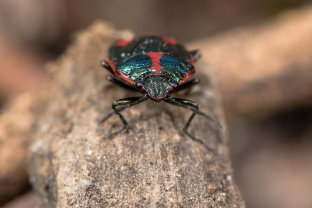 Brassica shieldbug (Eurydema oleracea). Red form of bug in family Pentatomidae, aka cabbage bug,...