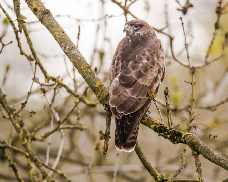 Buzzard (Buteo buteo) sitting in tree. Large bird of prey in Folly Farm nature reserve, in Somerset, UKの写真素材