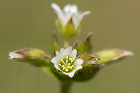 Common Mouse-ear (Cerastium fontanum) flowers. Low-growing plant with cluster of deeply notched white petals, in the family Caryophyllaceaeの写真素材